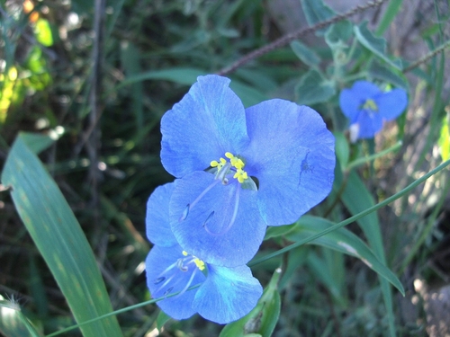 Commelina tuberosa, photograph 1