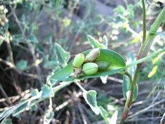 Commelina tuberosa, photograph (c) Lucas Carbone, some rights reserved (CC BY)
