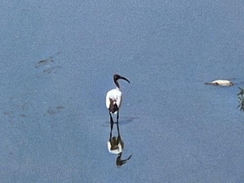 iNaturalist image