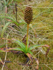 Bulbinella rossii