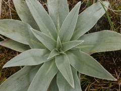 Pleurophyllum hookeri