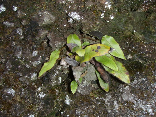 Elaphoglossum hybridum image