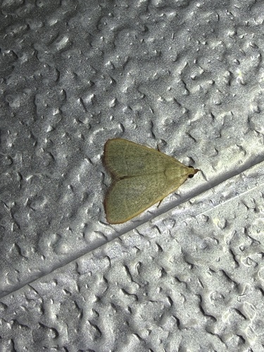 Hypsopygia albidalis