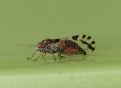 Cacopsylla pulchella
