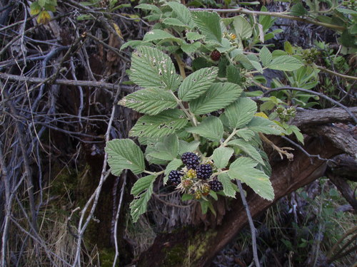 Rubus apetalus image