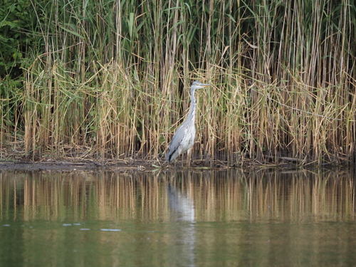 iNaturalist image