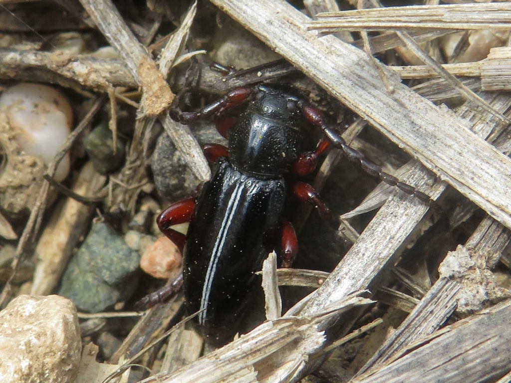 Dorcadion micans