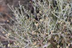 Helichrysum tomentosulum aromaticum