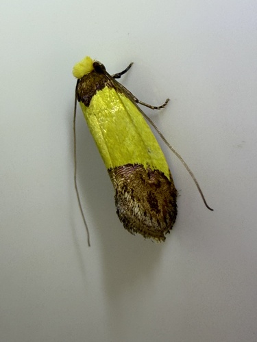 Edosa xystidophora