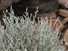Helichrysum tomentosulum aromaticum