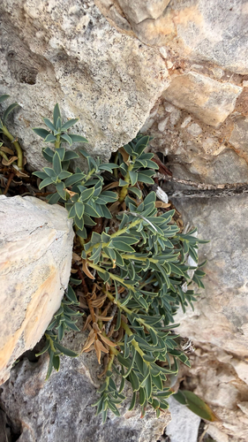 Euphorbia spinosa, photograph 2