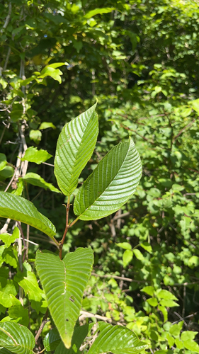 Rhamnus fallax