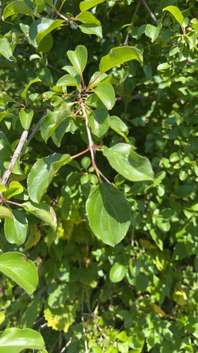 common buckthorn
