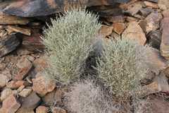 Helichrysum tomentosulum aromaticum