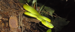 Trimeresurus vogeli