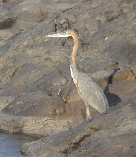 iNaturalist image