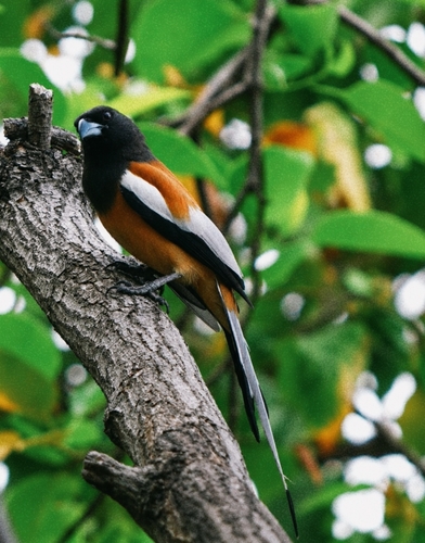 Dendrocitta vagabunda bristoli
