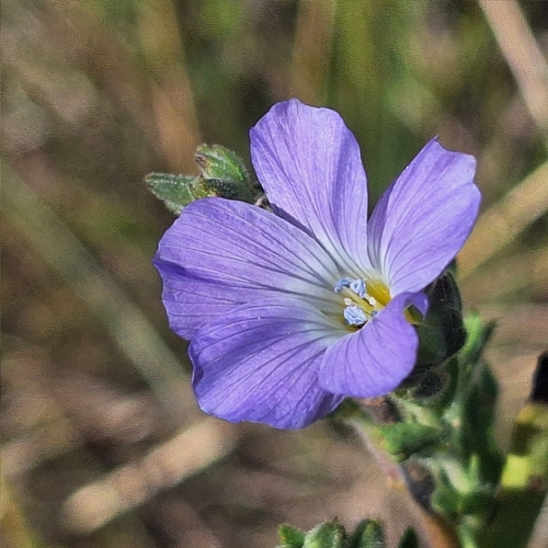 Linum hirsutum (Linum hirsutum)