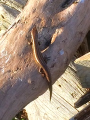 Oligosoma macgregori