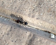 Messor barbarus