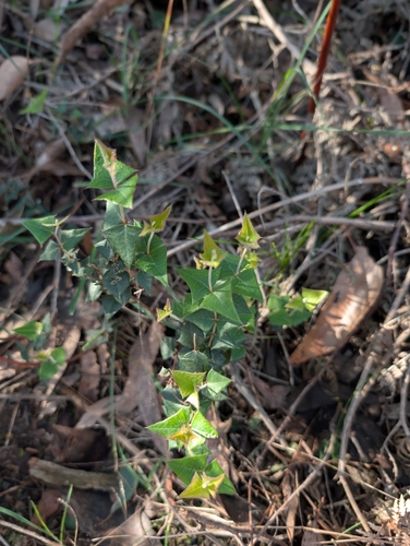 Common Flat-pea