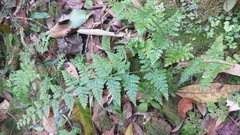 Microlepia