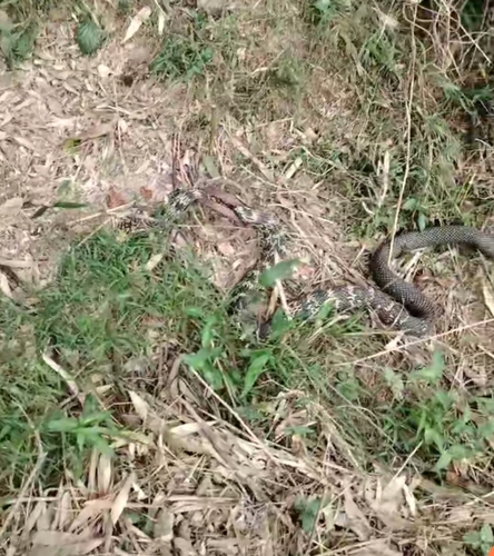 King Ratsnake