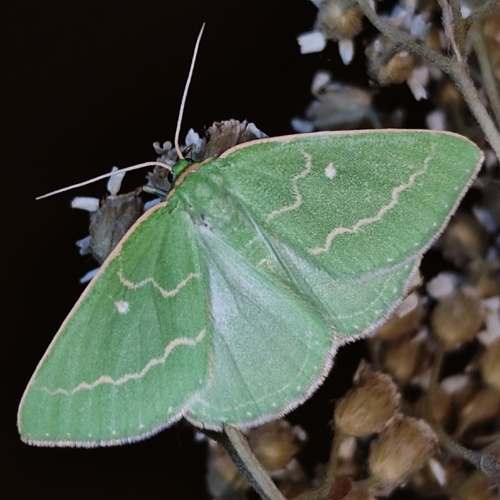 Essex Emerald