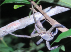 Heteropoda
