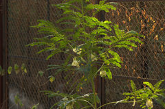 Sesbania grandiflora