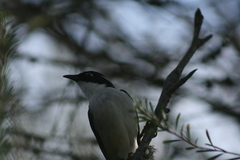 Melithreptus chloropsis