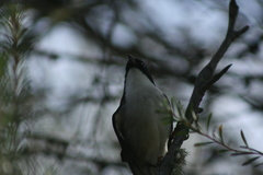 Melithreptus chloropsis