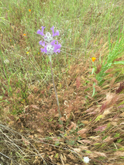 Salvia carduacea