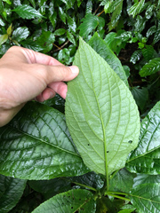 Paraphlomis javanica