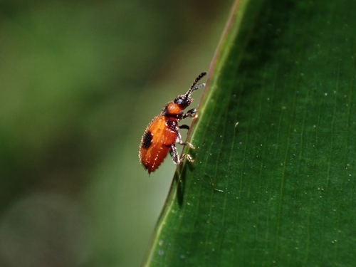 Stenotarsus observed 2026-07-28