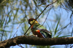 Platycercus icterotis