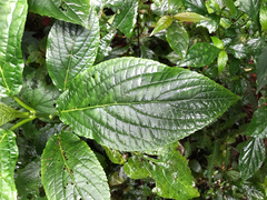 Paraphlomis javanica