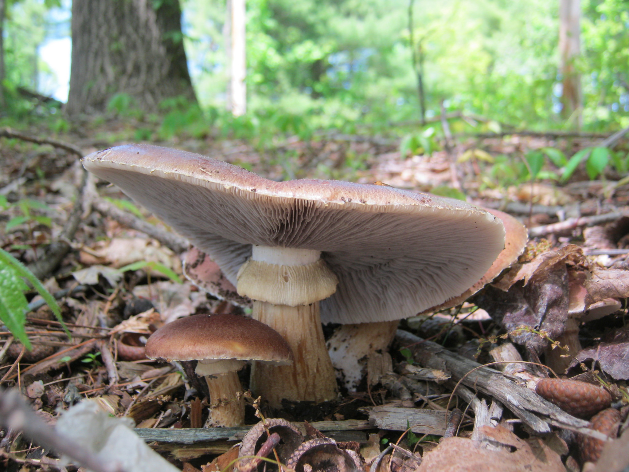 Stropharia rugosoannulata image