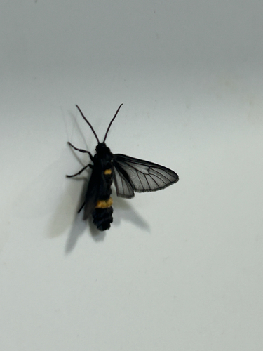 Psichotoe duvaucelii