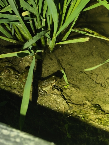 Black-spotted Frog