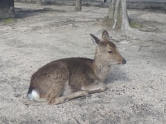 Cervus nippon