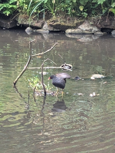 iNaturalist image