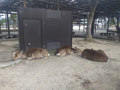 Cervus nippon