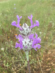 Salvia carduacea