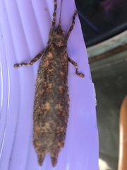 Cymatomera denticollis