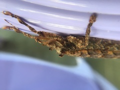 Cymatomera denticollis