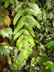 Pteris setulosocostulata