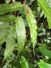 Pteris setulosocostulata