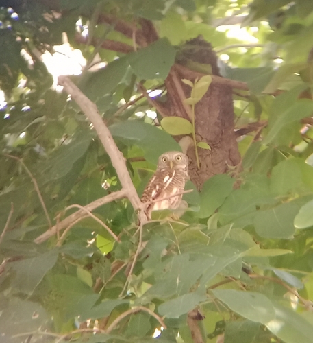 Asian Barred Owlet