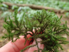 Echinodiopsis hispida